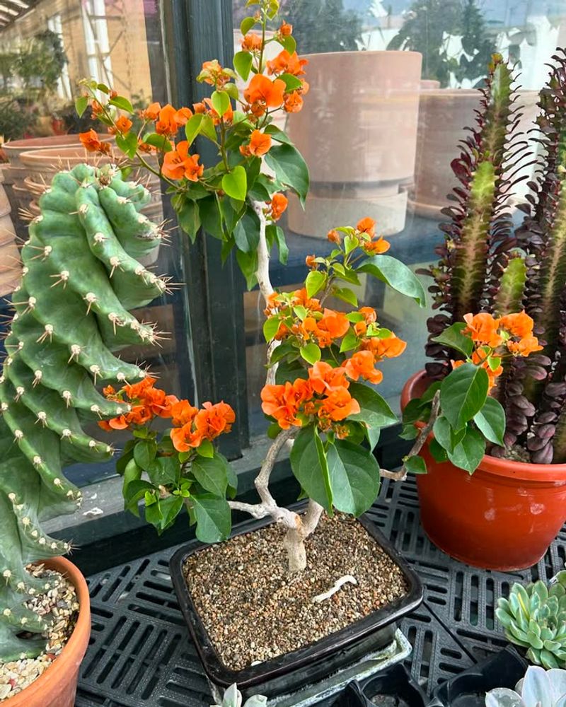 Bougainvillea Bursts With Color Even Under Scorching Sun