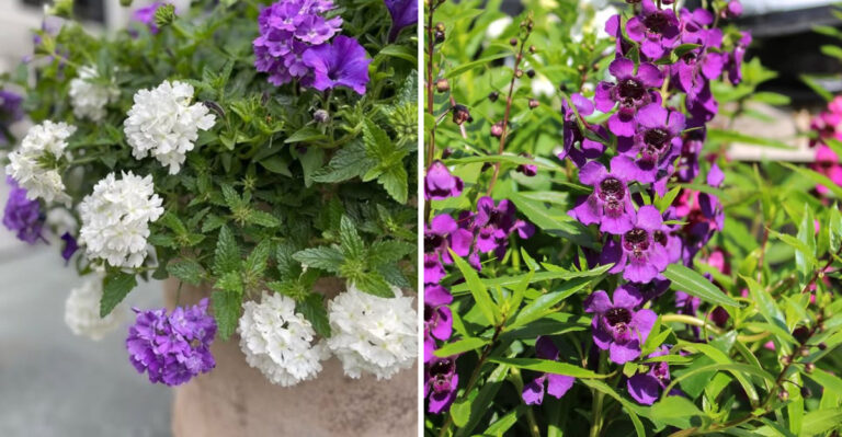The 8 Colorful Container Plants That Don’t Struggle In Arizona Heat