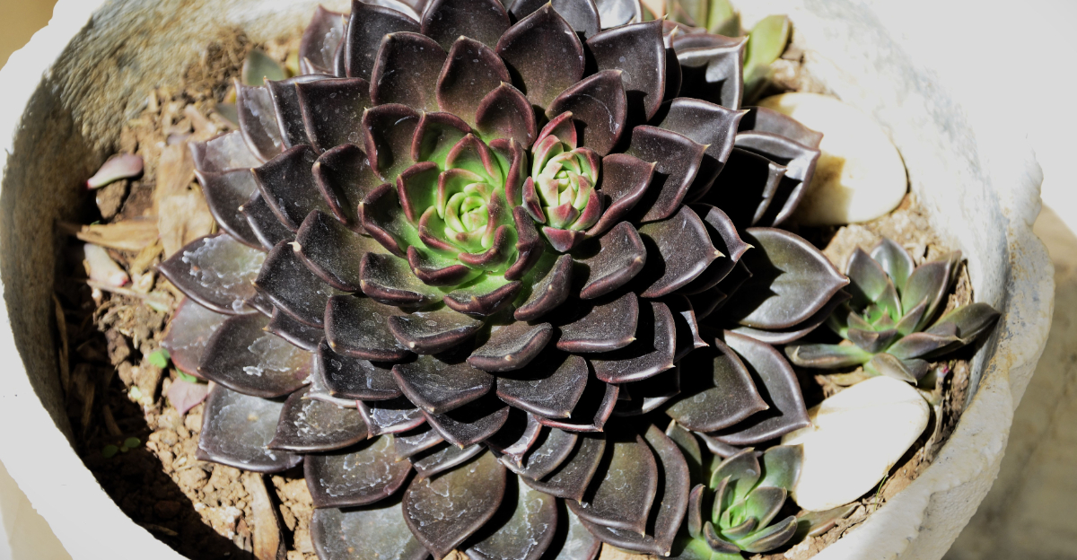 plant (featured image)