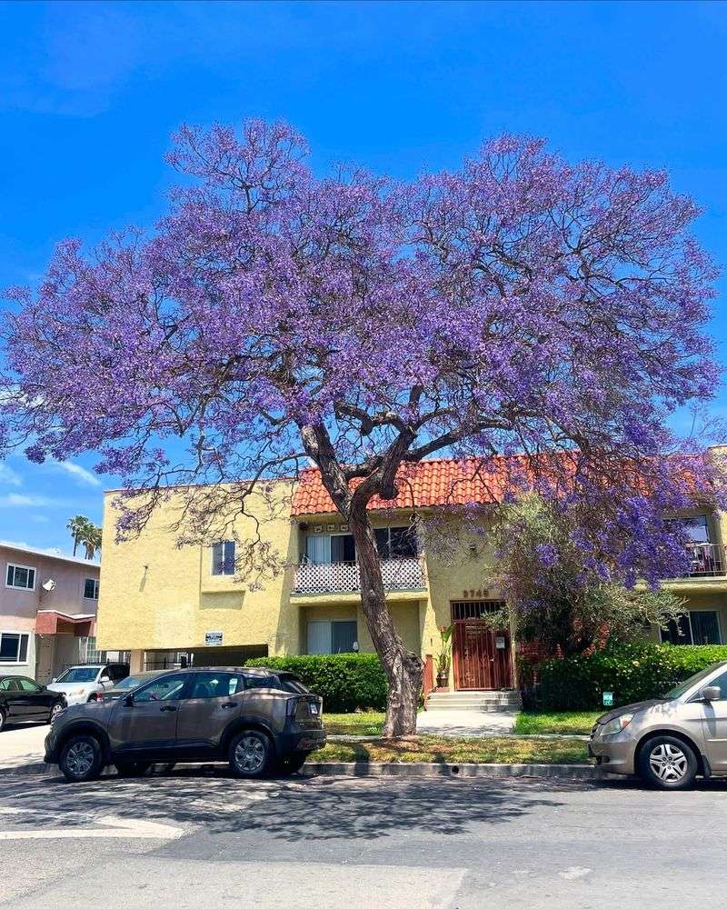 Jacaranda