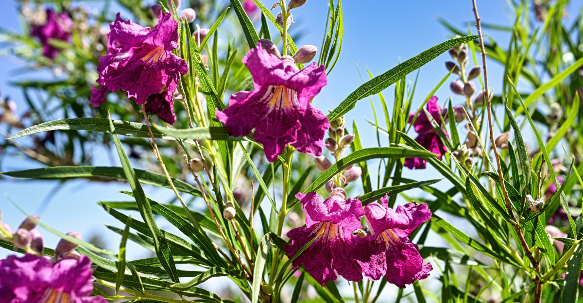 desert willow