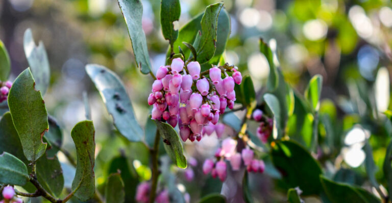 manzanita