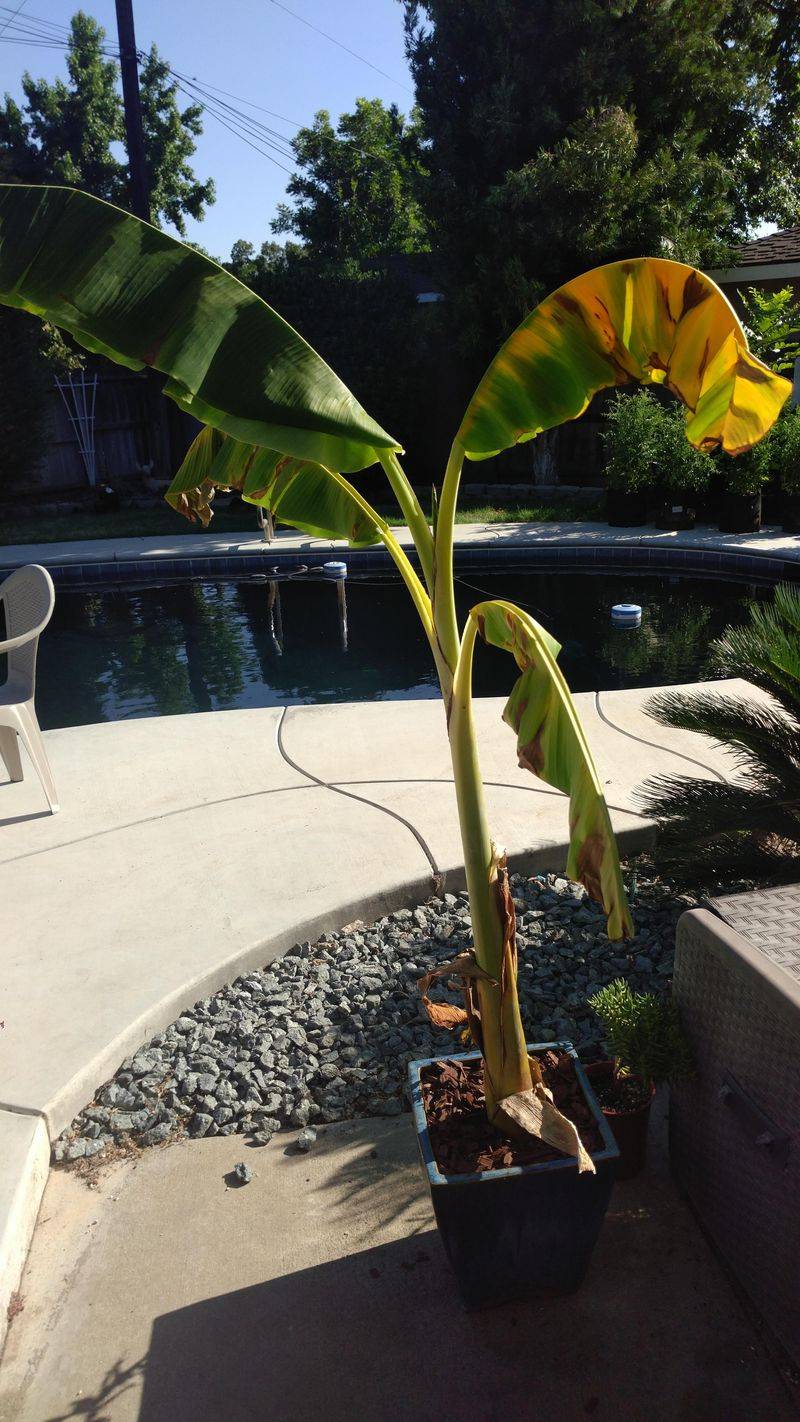 Too Much Shade Slows Everything Down