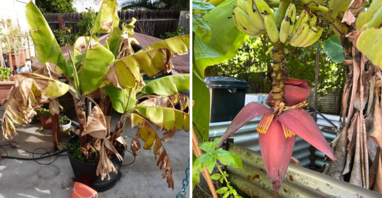damaged banana plant