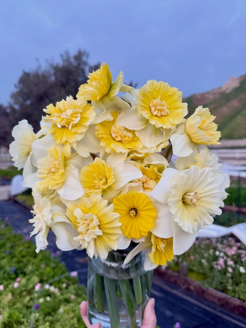 Daffodil Brightens The Day With Cheerful Yellow Blooms