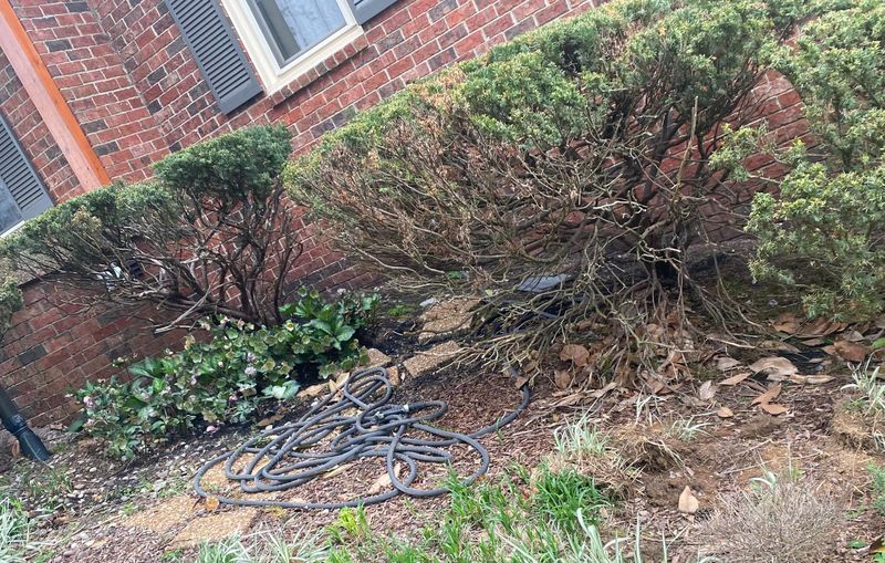 Yew Looks Dependable Until Wet Soil Starts Taking It Down