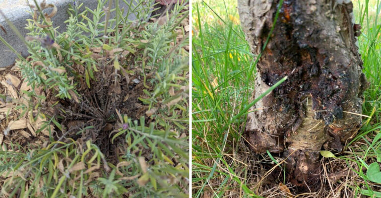 lavender and fruit tree root rot