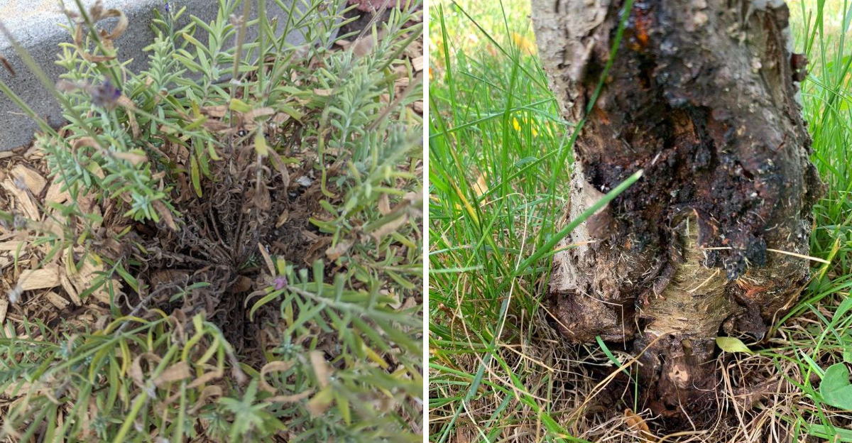 lavender and fruit tree root rot