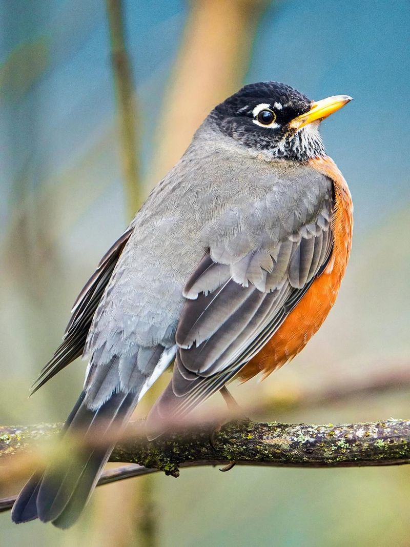 American Robin