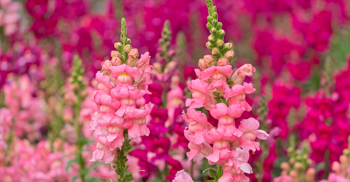 snapdragons