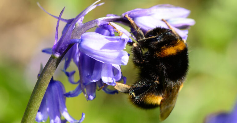 bumblebee on bluebell