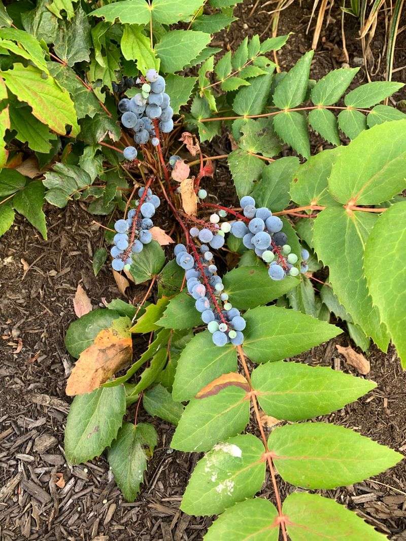 Cascade Oregon Grape (Mahonia nervosa)
