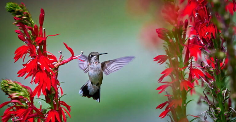 Ruby-throated Hummingbird feeding on a cardinal flower