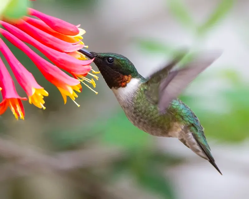 Coral Honeysuckle Turns Trellises Into Hummingbird Magnets