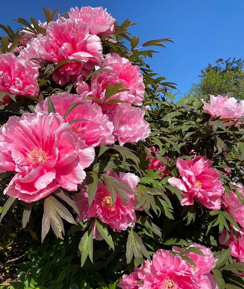 Tree Peony