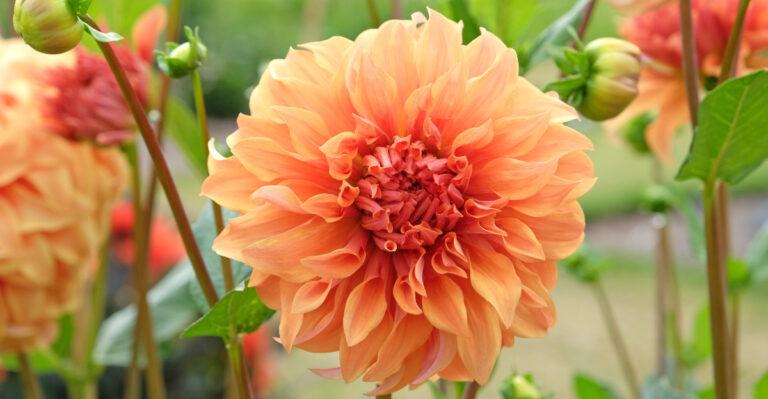 dinnerplate dahlia