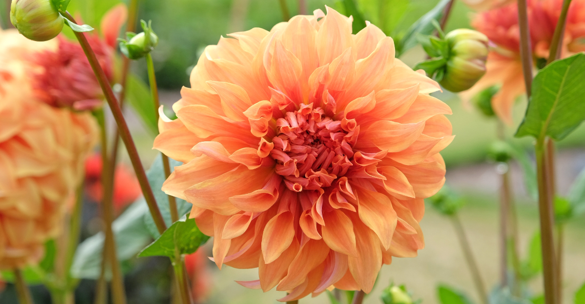 dinnerplate dahlia
