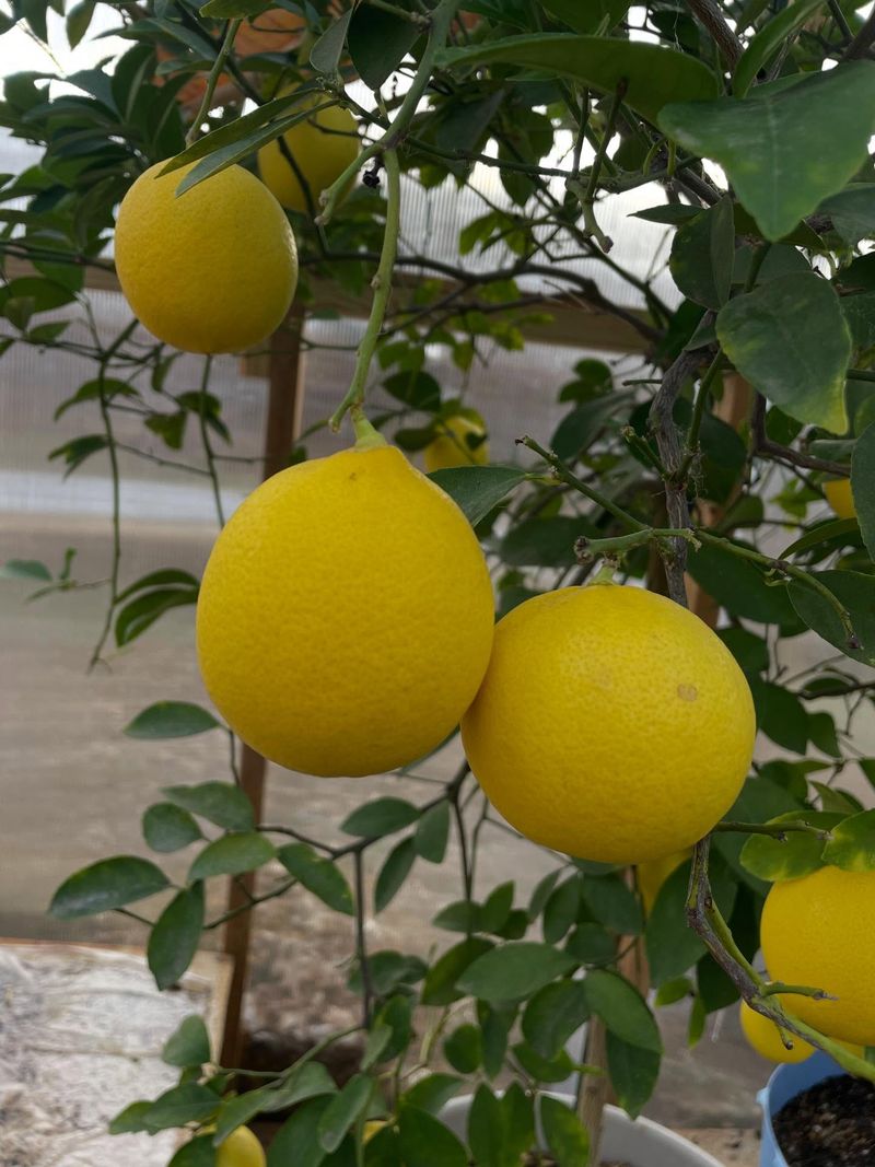 Meyer Lemon