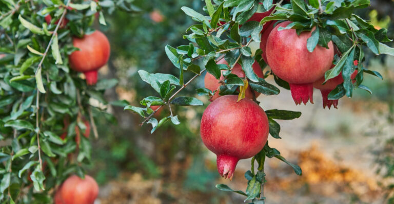 pomegranate tree