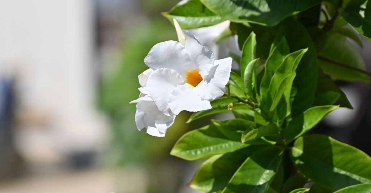 plant (featured image)