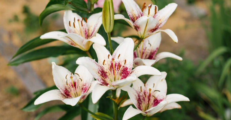 oriental lily