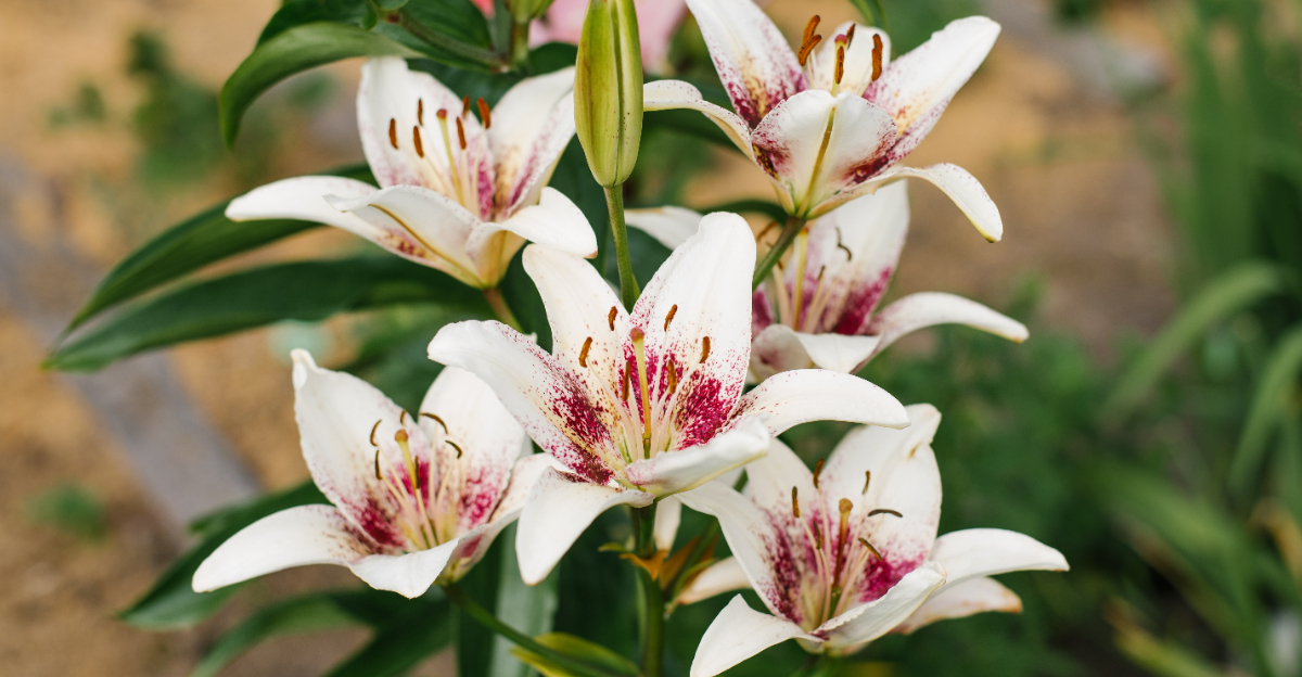 oriental lily