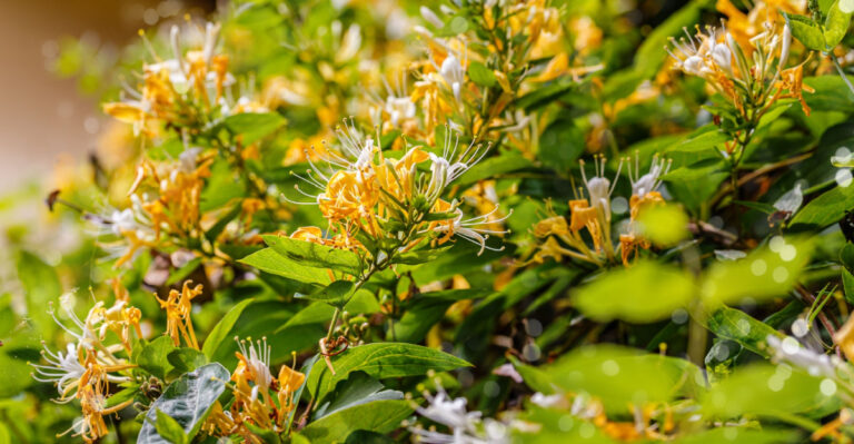 Japanese honeysuckle