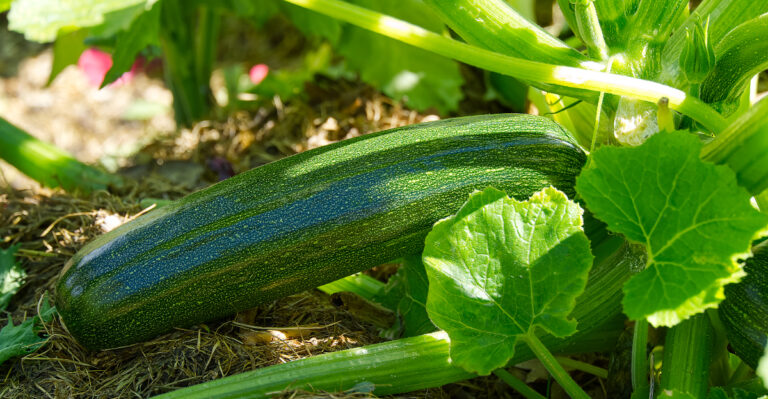 zuchini