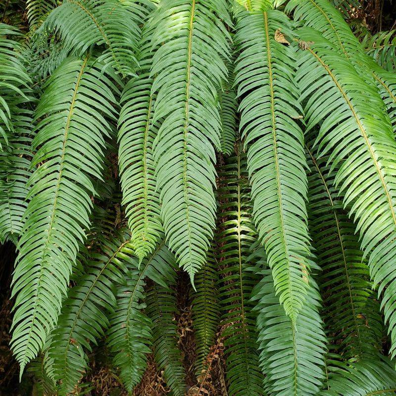 Western Sword Fern