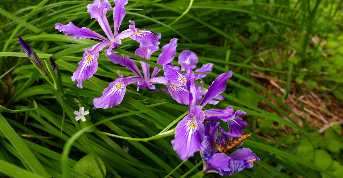 oregon iris