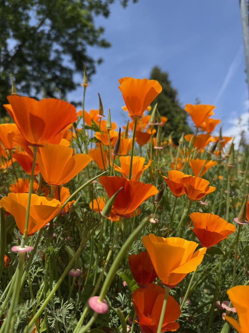 California Poppy