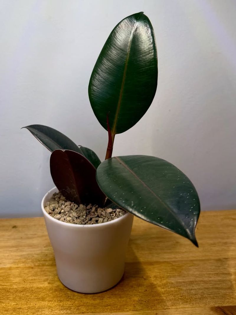 Rubber Plant 