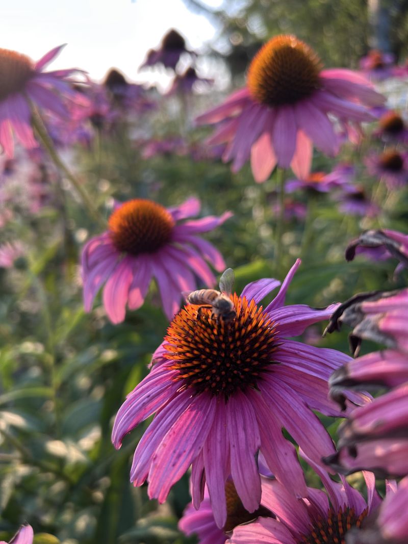Coneflower