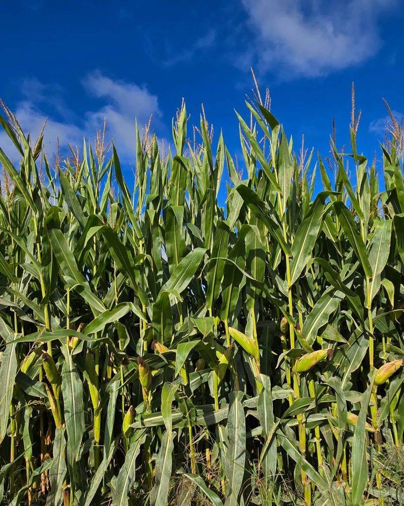 Corn Attracts The Same Destructive Pests As Tomatoes