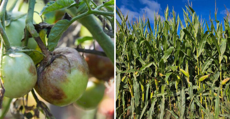 The 9 Plants Arizona Gardeners Should Never Plant Next To Tomatoes