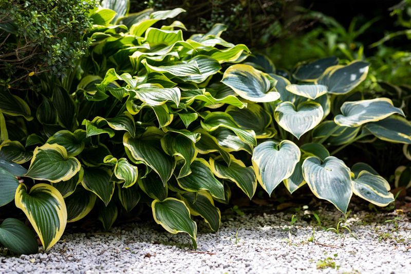 Hostas May Look Melted But They Usually Push Back Fast
