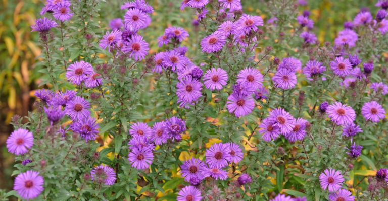 garden aster