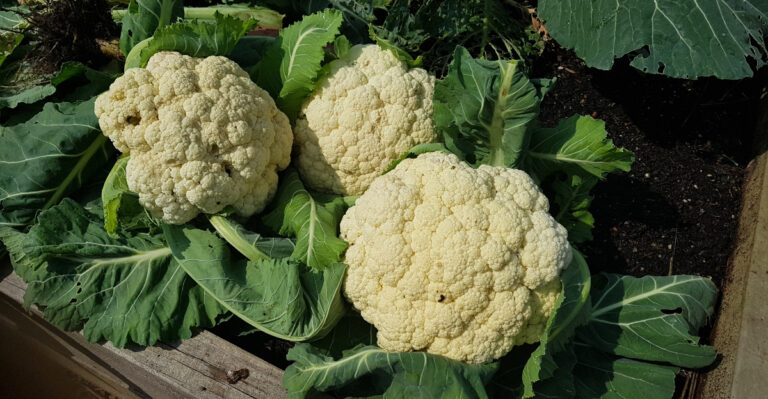 cauliflower