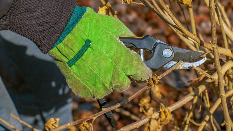 How Much To Cut Back Your Hibiscus Plant