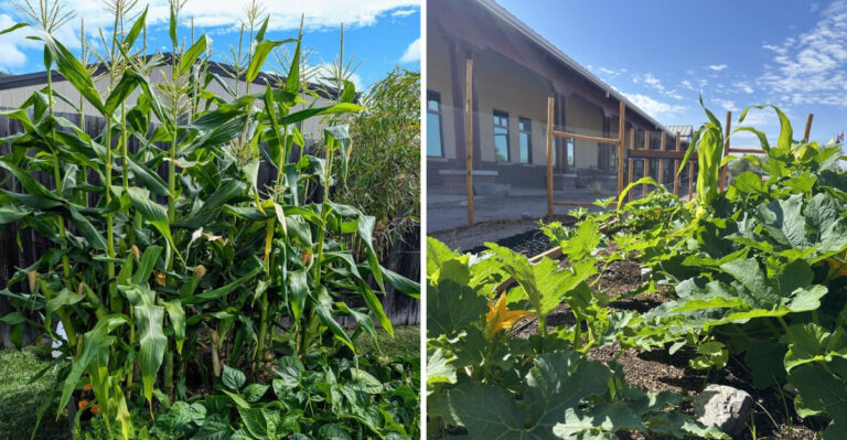 The April Planting Rule In Georgia That Keeps Tall Crops From Blocking Sun