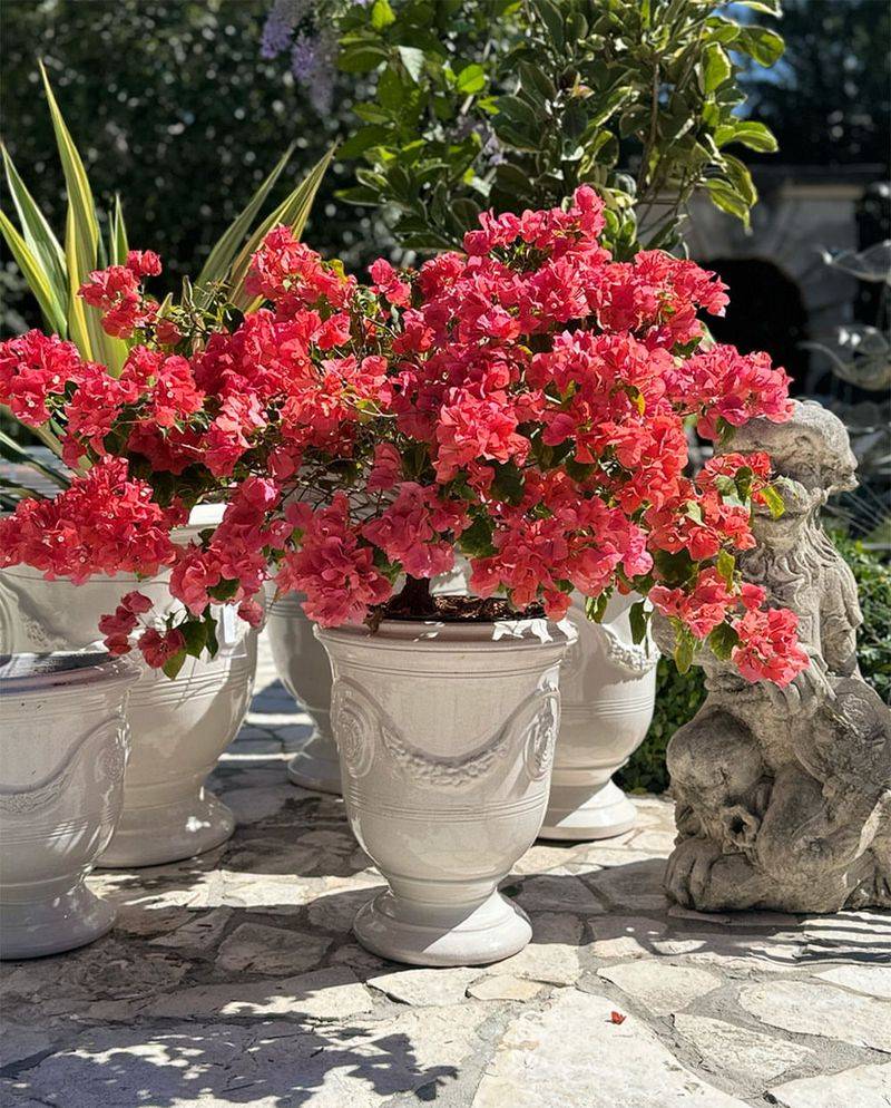 Bougainvillea Thrives In Full Sun