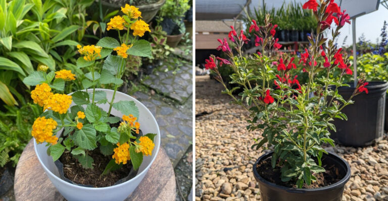 The Balcony Container Plants That Handle Arizona’s Heat Waves Best