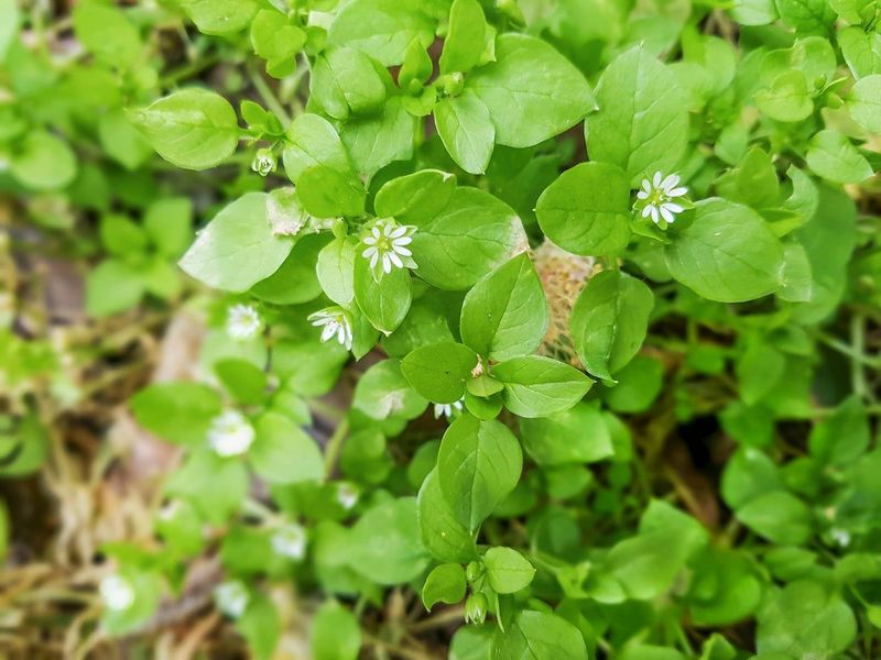 Understanding Chickweed: What It Is And Why It Is A Problem