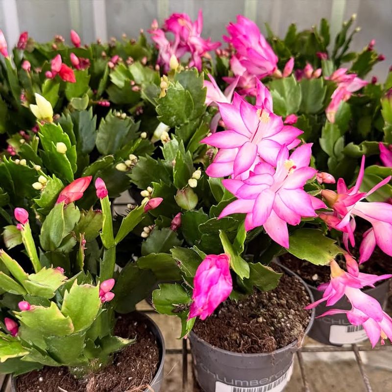 March Nutrients Support Strong New Stem Growth