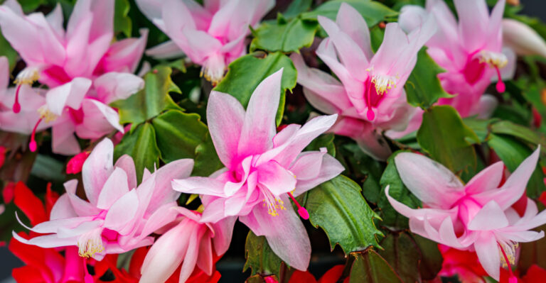 Christmas cactus (featured image)