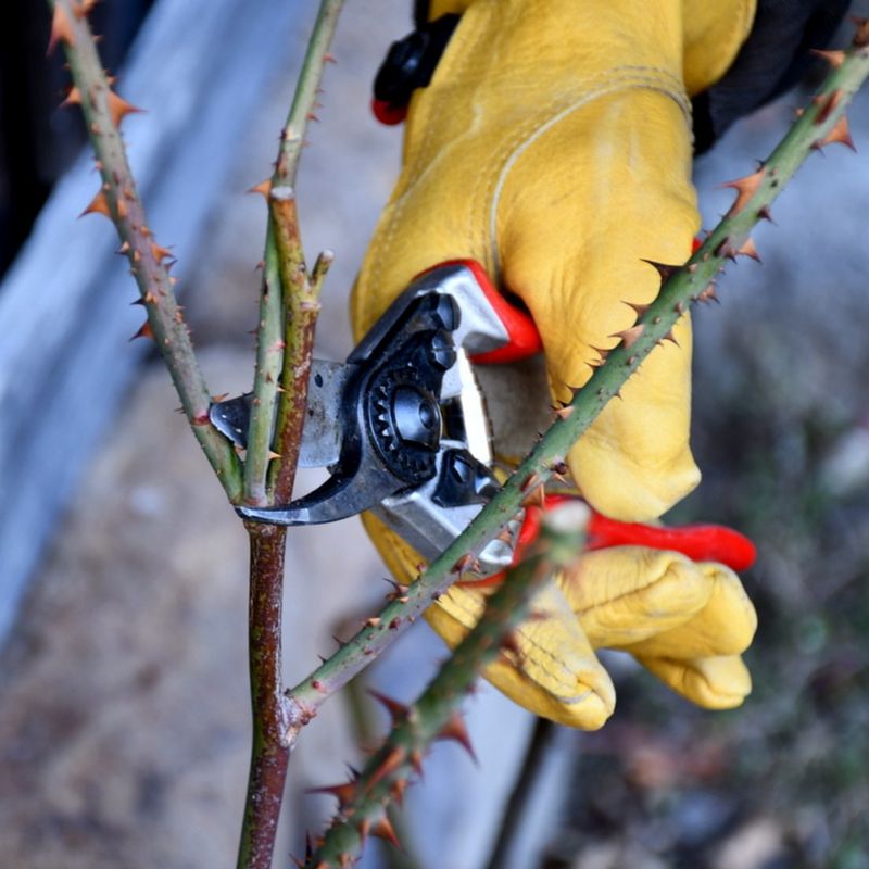 Encourages Stronger And Healthier New Growth