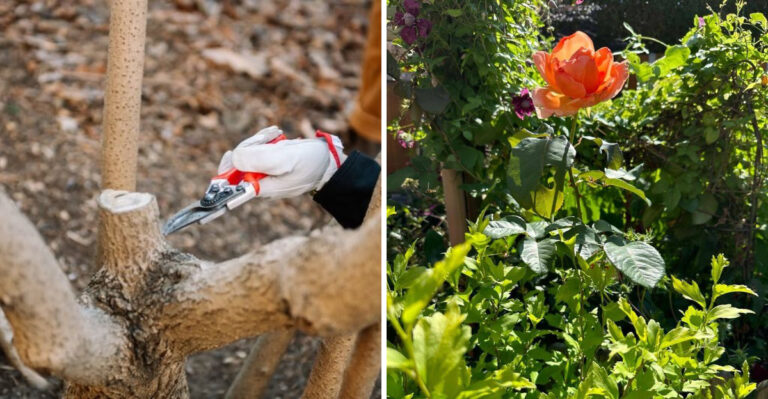 The Benefits Of Spring Pruning And Trimming In Arizona Gardens