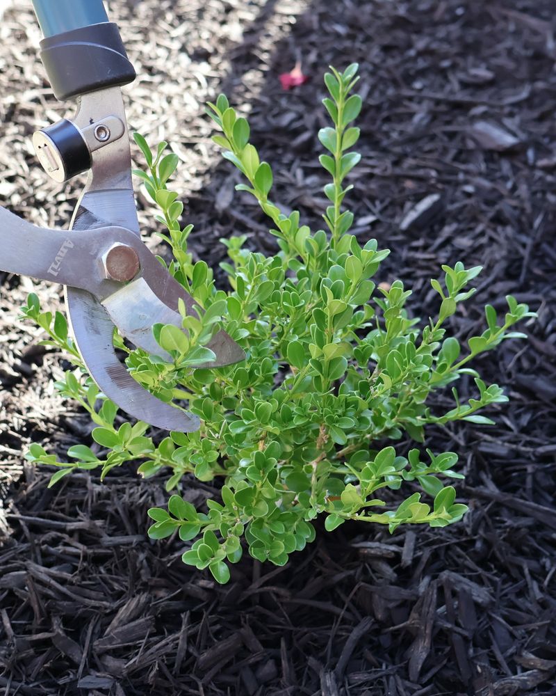 Cleaner Structure Before Growth Begins