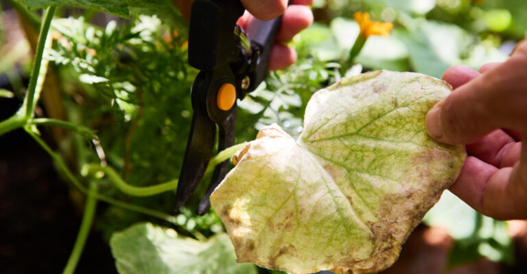 pruning plant (featured image)