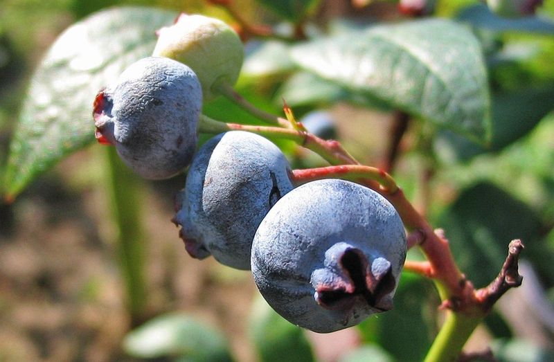 Blueberries Produce Sweet Fruit And Attract Pollinators